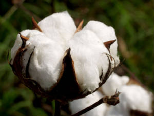 cotton201.jpg