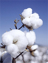 cotton.jpg